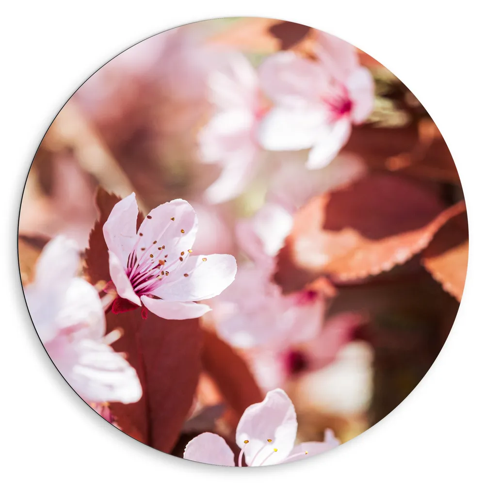 Dibond Muurcirkel - Roze Bloeiende Bloesem Bloemen