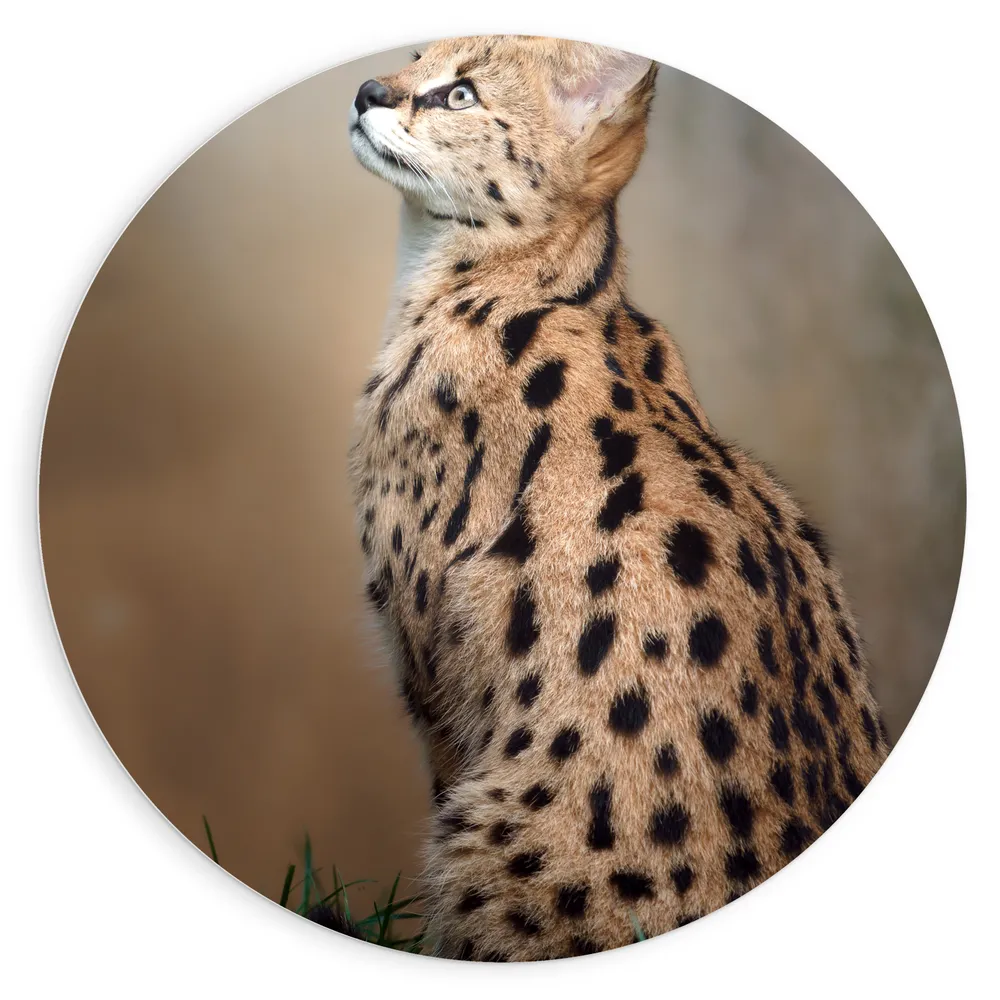 Dibond Muurcirkel - Omhoogkijkende Serval in het Grasveld
