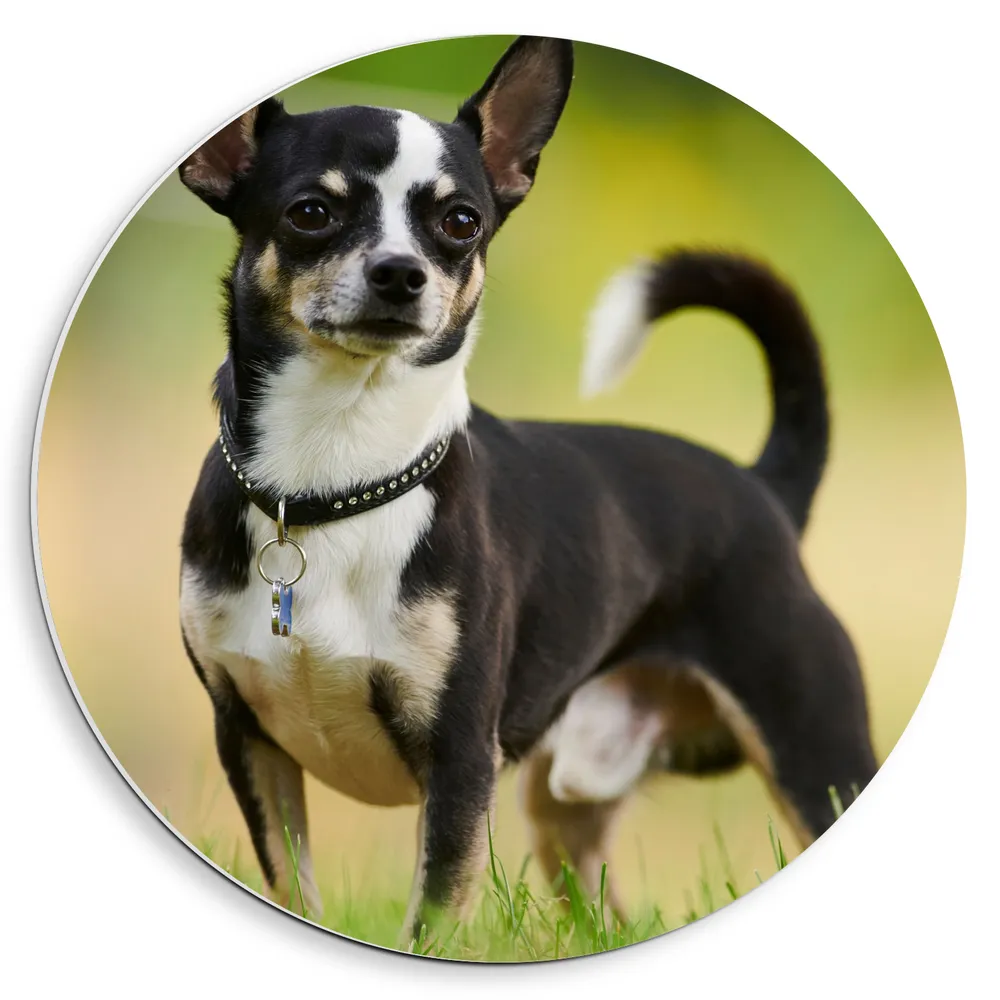 Dibond Muurcirkel - Zwart met Witte Stoere Chihuahua in Grasveld