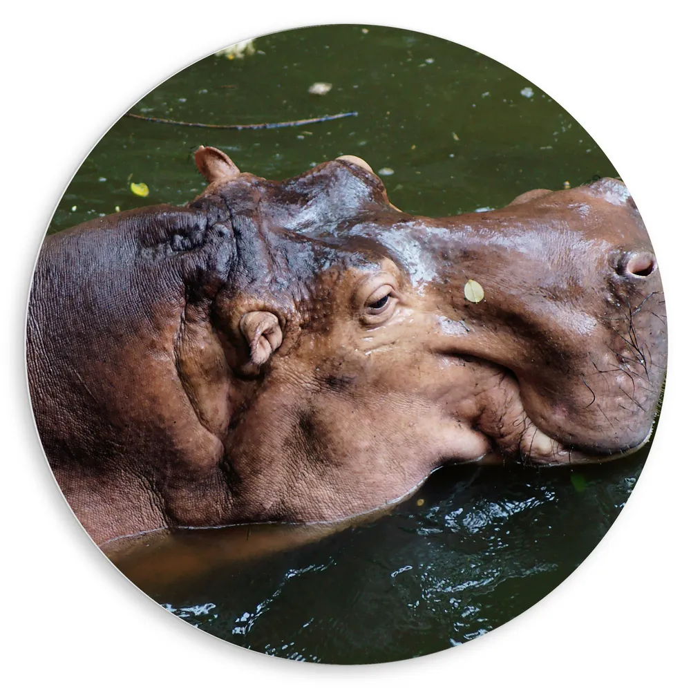 Dibond Muurcirkel - Neushoorn Zwemmend in Troebel Water