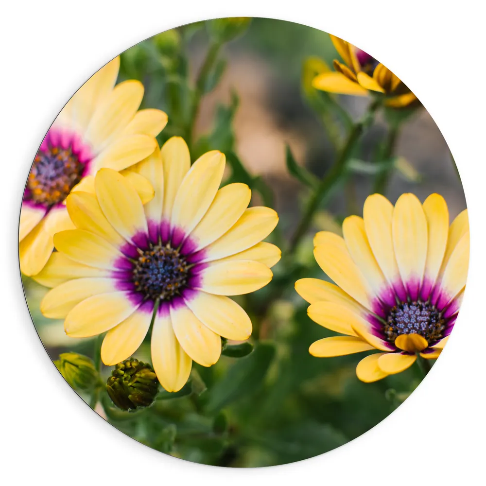 Dibond Muurcirkel - Gele Spaanse Margriet Bloemen met Paarse Binnenkant