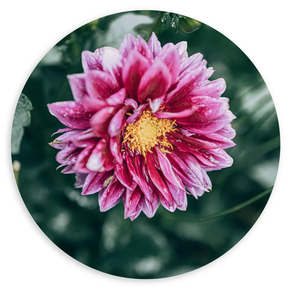 Dibond Muurcirkel - Roze Dahlia met Gele Kern