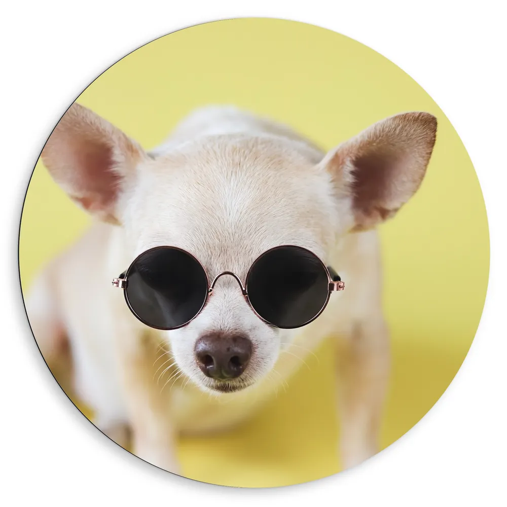Dibond Muurcirkel - Coole Chihuahua Hond met Zonnebril op Gele Achtergrond