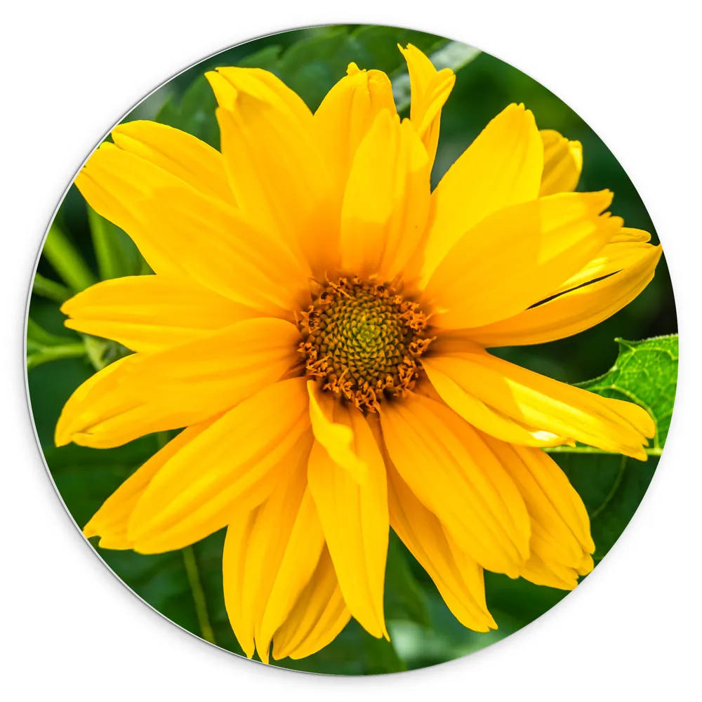 Dibond Muurcirkel - Mooie Fel Gele Helianthus Bloem