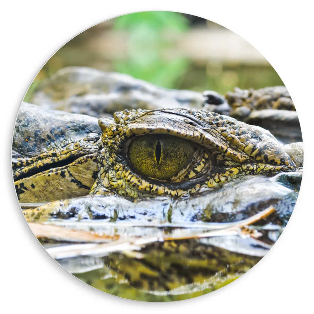 Dibond Muurcirkel - Ogen van Krokodil Schuilend in het Water