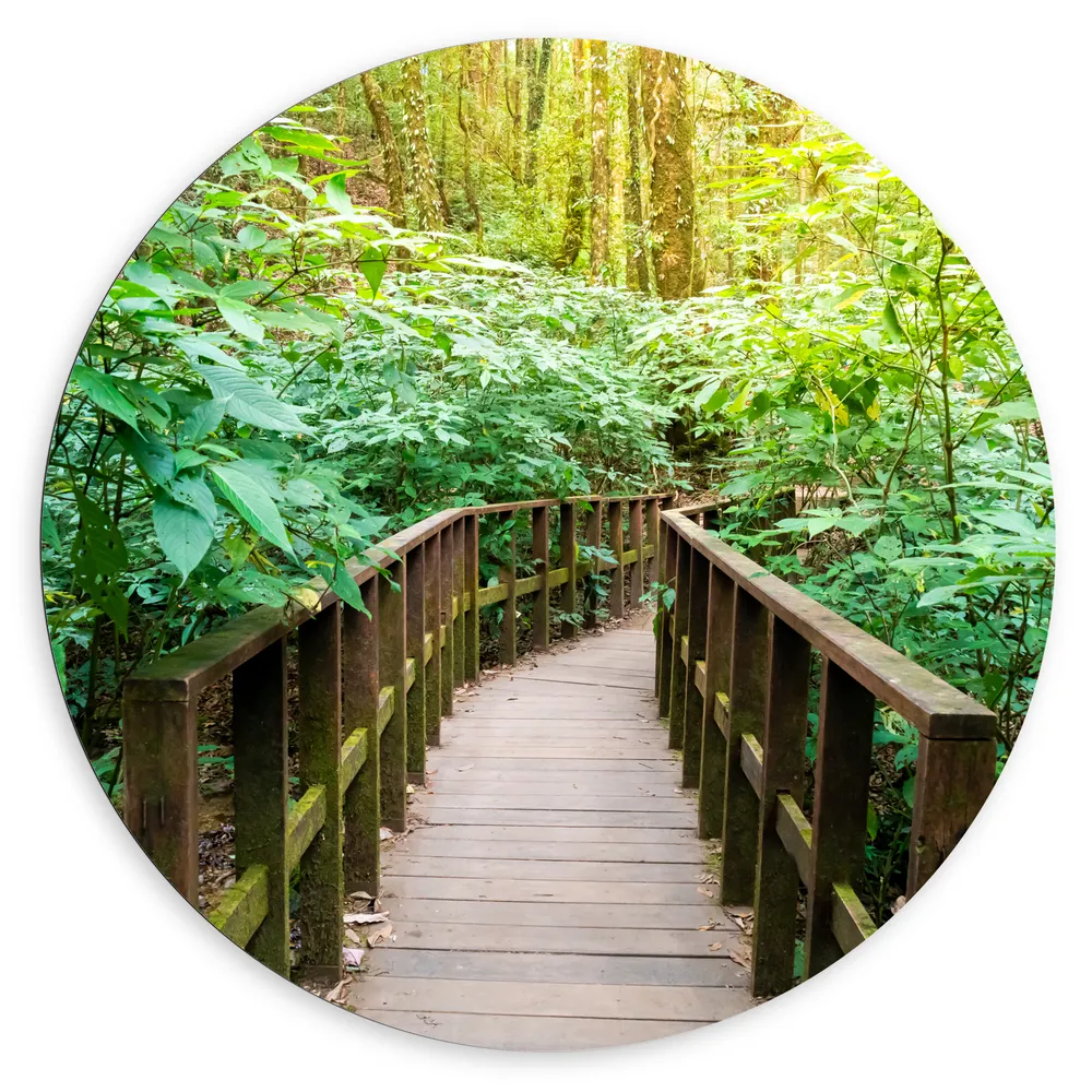 Dibond Muurcirkel - Houten Bruggetje door de Planten in het Bos