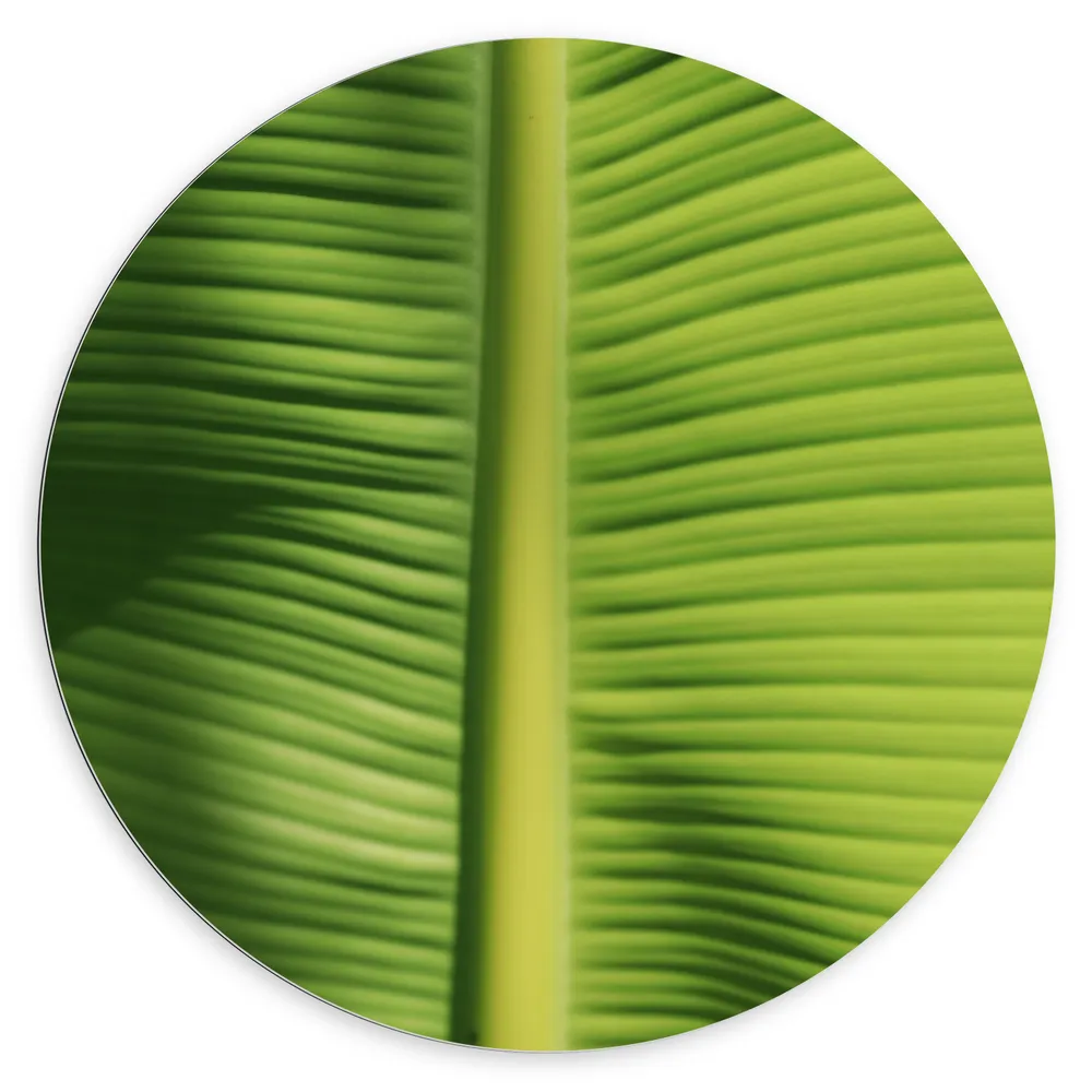 Dibond Muurcirkel - Close-up van Nerven op Bananenblad