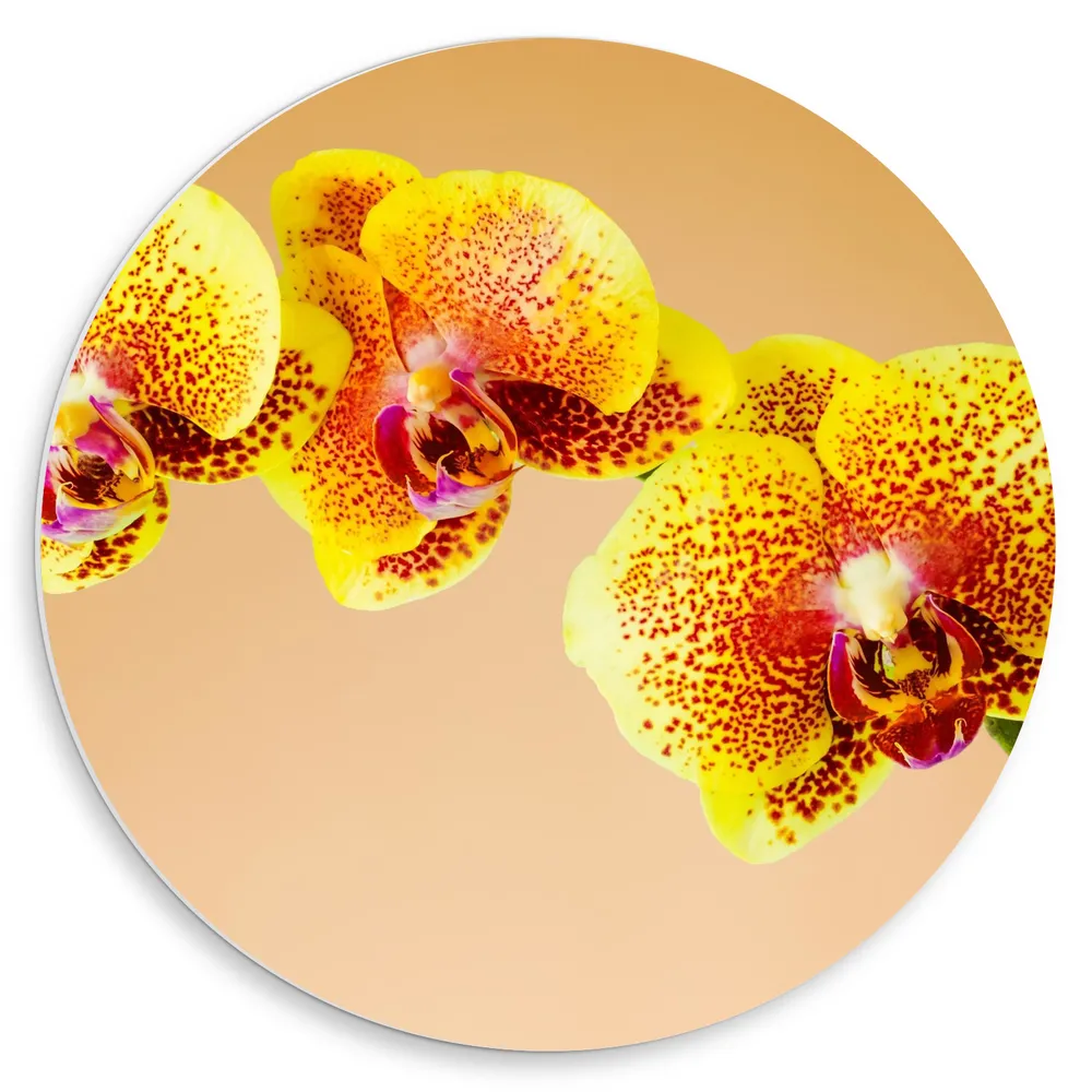 Dibond Muurcirkel - Oranjekleurige Orchidee op Oranje Achtergrond