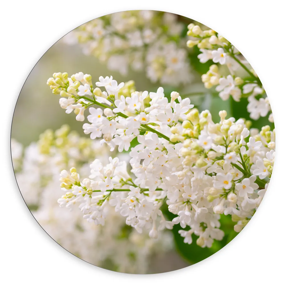 Dibond Muurcirkel - Kleine Witte Bloemen Trosjes aan Stengels