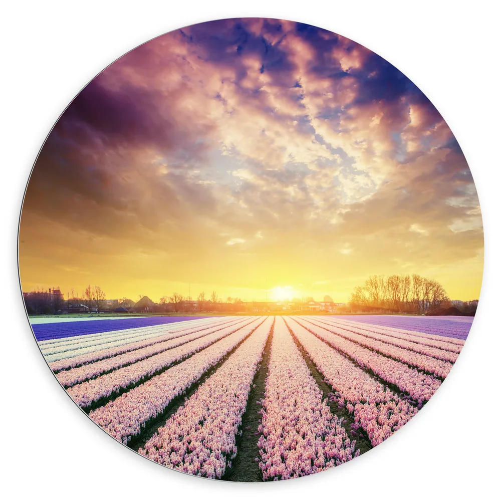 Dibond Muurcirkel - Rijen Narcissen in Verschillende Kleuren in het Veld met Zonsondergang