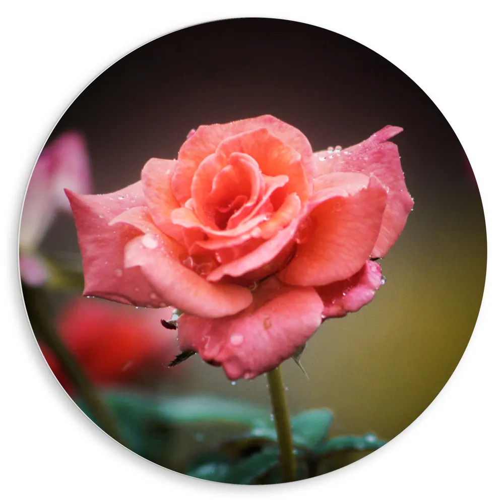 Dibond Muurcirkel - Roze met Oranje Roos voor Donkere Achtergrond - Bloemen