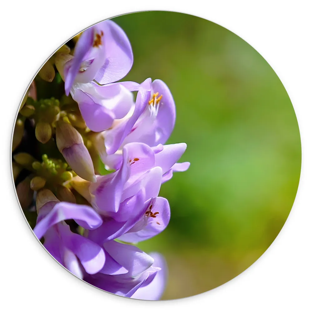 Dibond Muurcirkel - Trosje van Paarse Bloemen en Knopjes voor Wazige Groene Achtergrond