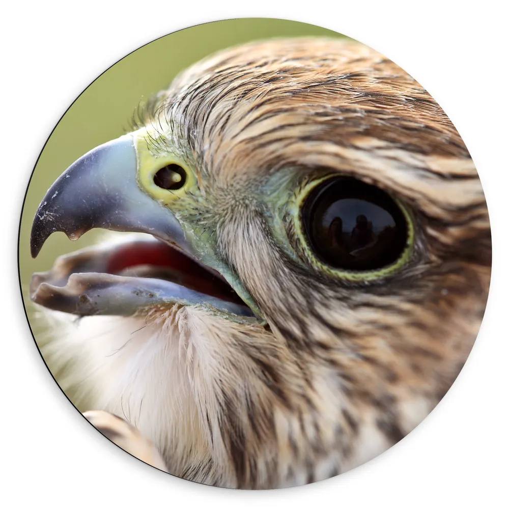 Dibond Muurcirkel - Close-up van Hoofd van Bruine Saker Valk Vogel met Gele Details