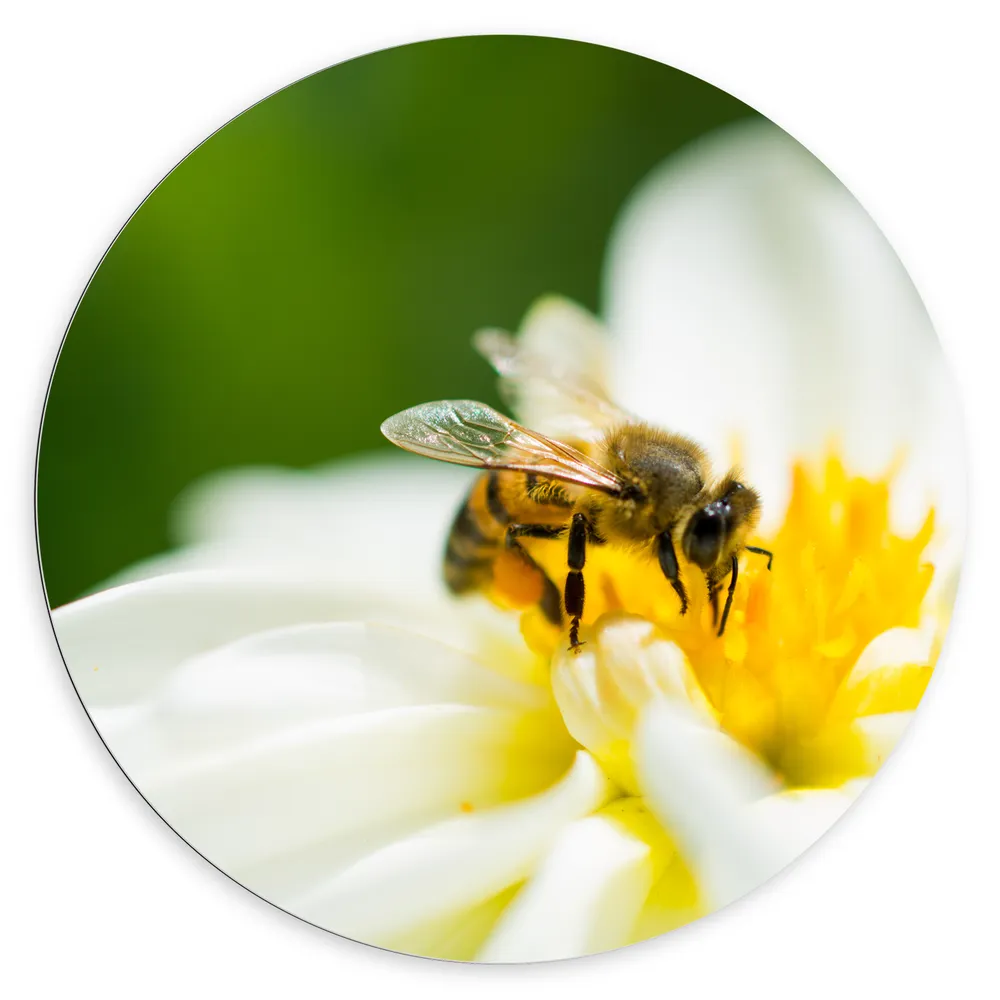 Dibond Muurcirkel - Wit met Gele Bloem onder Wesp