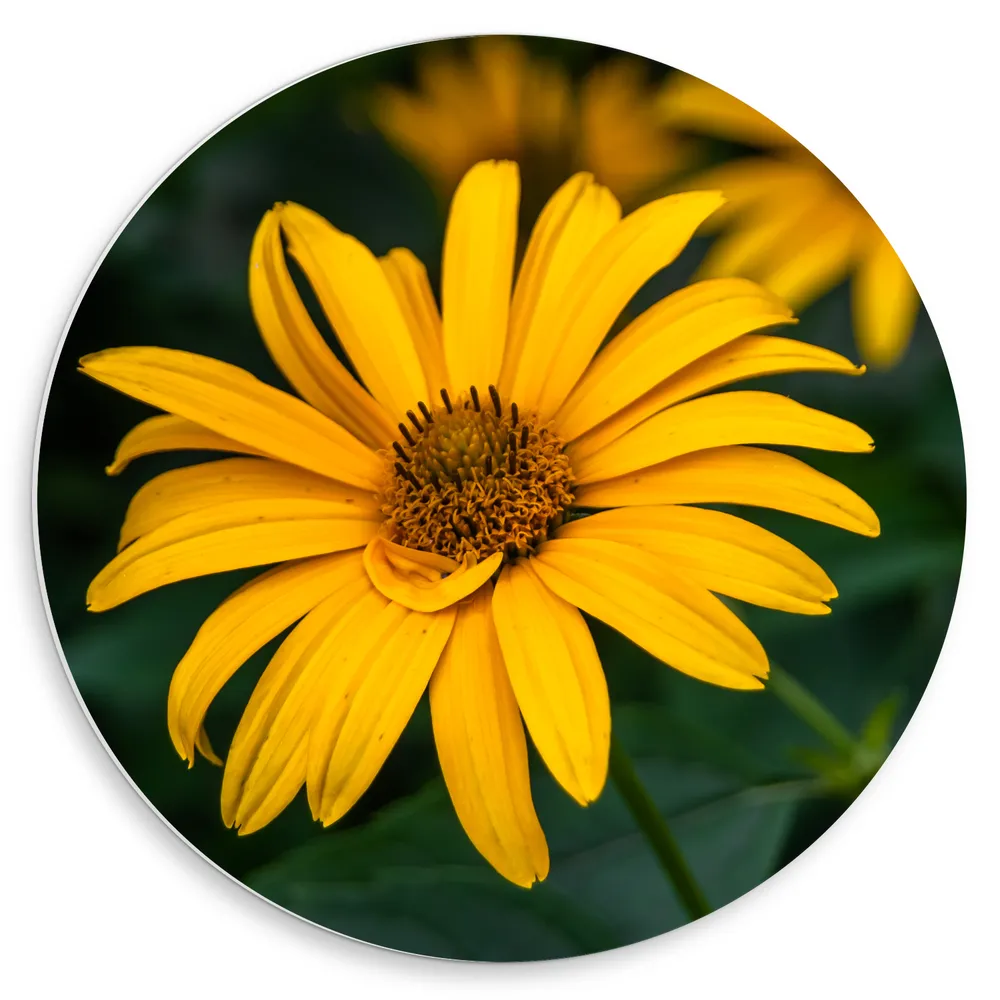 Dibond Muurcirkel - Gele Zonneoog Bloem tussen andere Bloemen