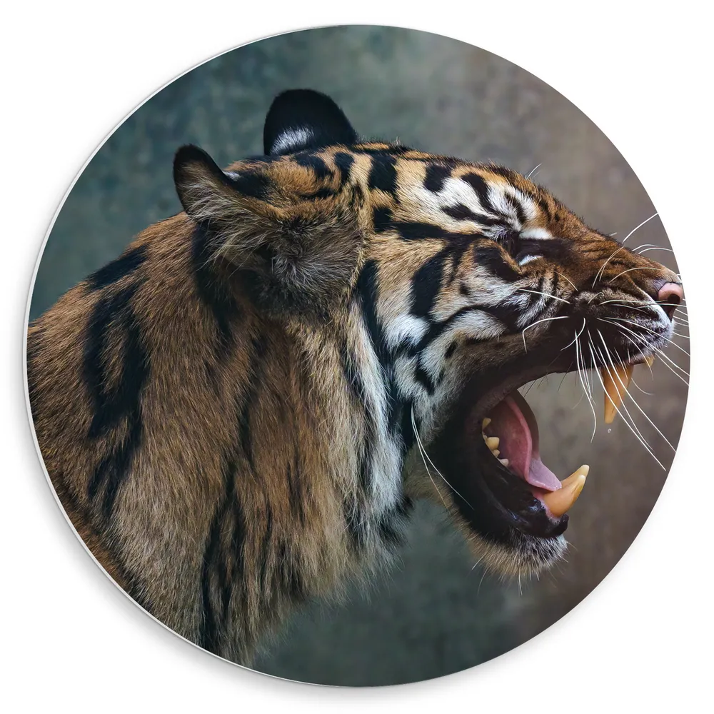 Dibond Muurcirkel - Sumatraanse Tijger met Open Bek en Lange Snorharen