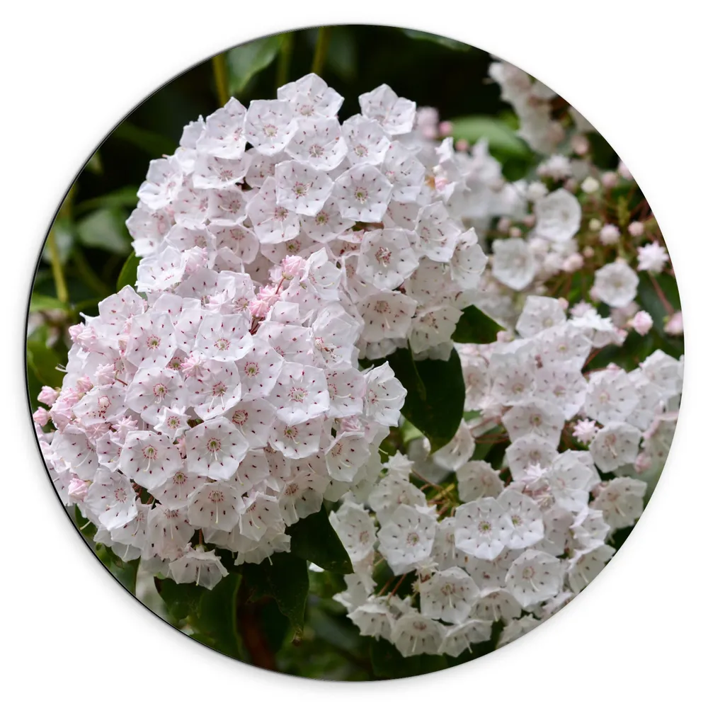 Dibond Muurcirkel - Breedbladige lepelboom bloemen wit en roze gekleurd