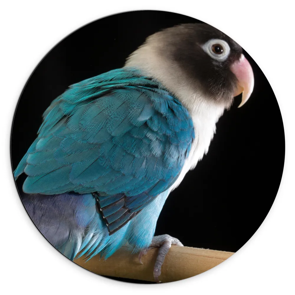 Dibond Muurcirkel - Blauw met Wit en Zwart Gekleurde Vogel op Standaard