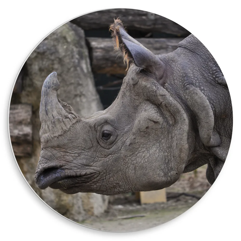 Dibond Muurcirkel - Neushoorn staat voor houten en stenen achtergrond