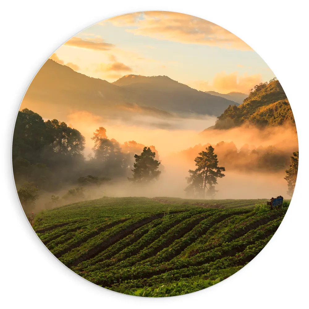 Dibond Muurcirkel - Ochtend Mist tussen de Bomen in Landschap