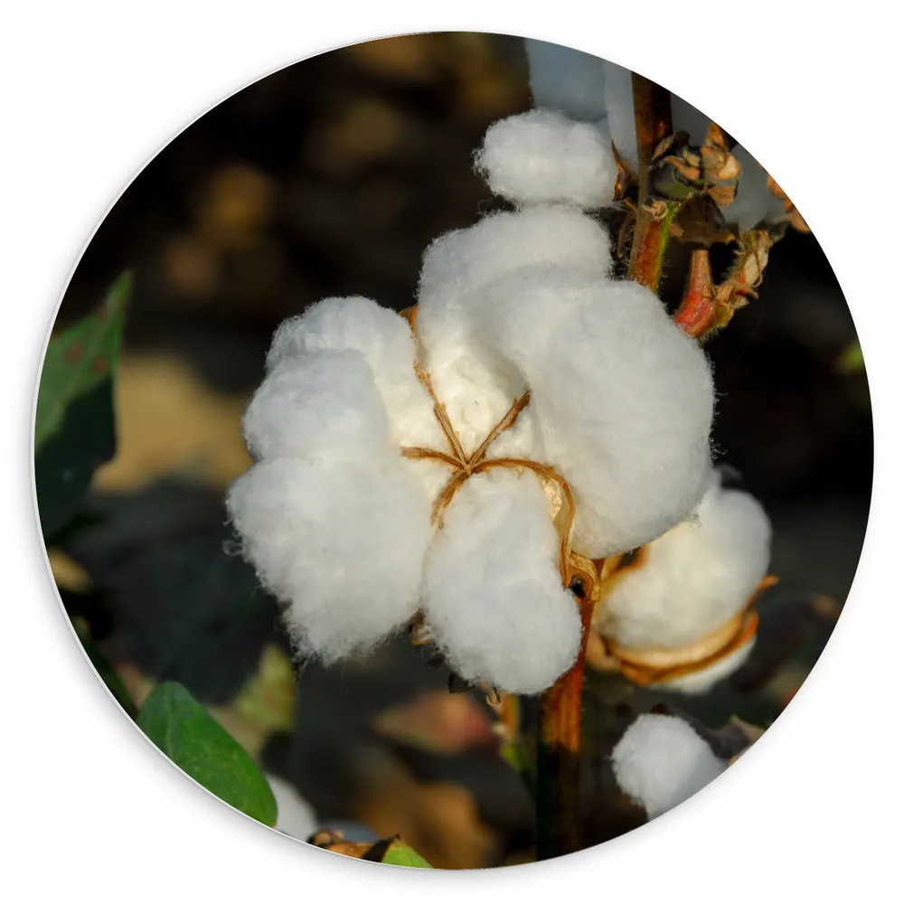 Dibond Muurcirkel - Witte Katoenbollen aan Tak langs Planten