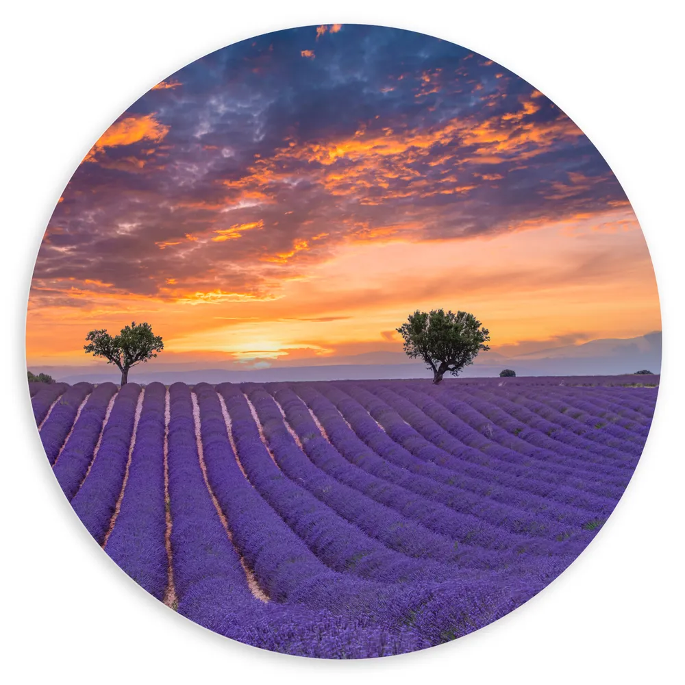 Dibond Muurcirkel - Zonsondergang bij Lavendel Veld in de Zomer