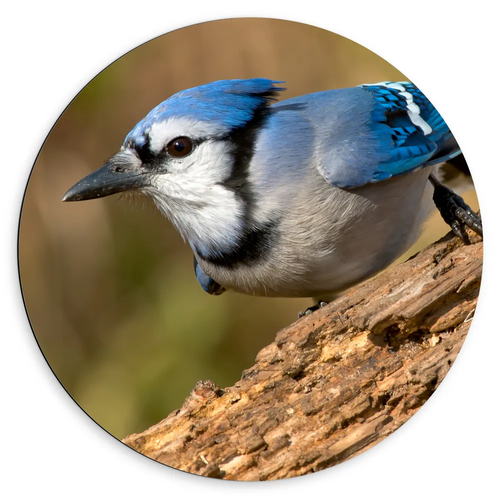 Dibond Muurcirkel - Blauwe Gaai Vogel Wegvliegend van Boomstronk