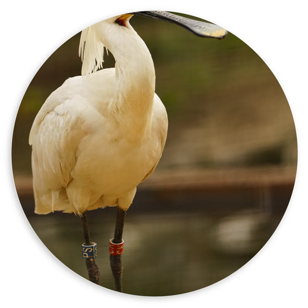 Dibond Muurcirkel - Grote Witte Lepelaar Vogel met Lange Zwarte Snavel