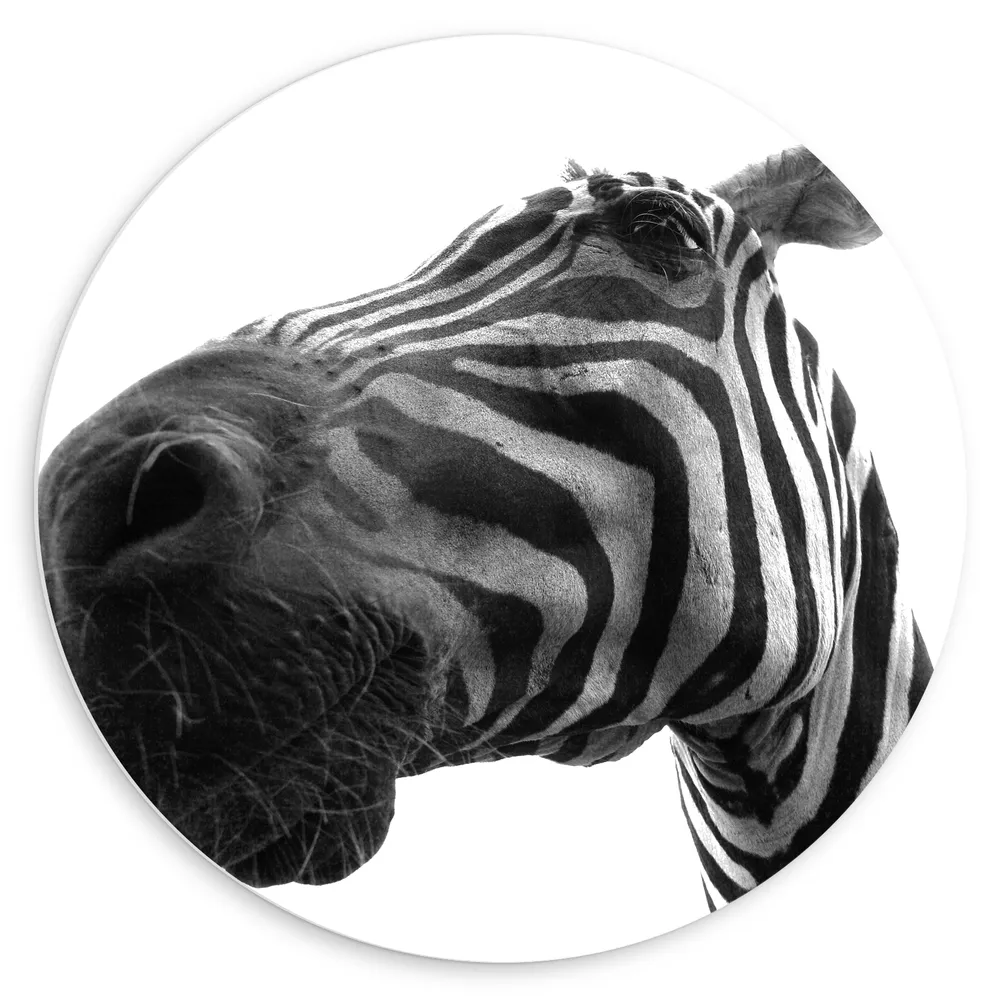 Dibond Muurcirkel - Zebra vanaf Kikkerperspectief