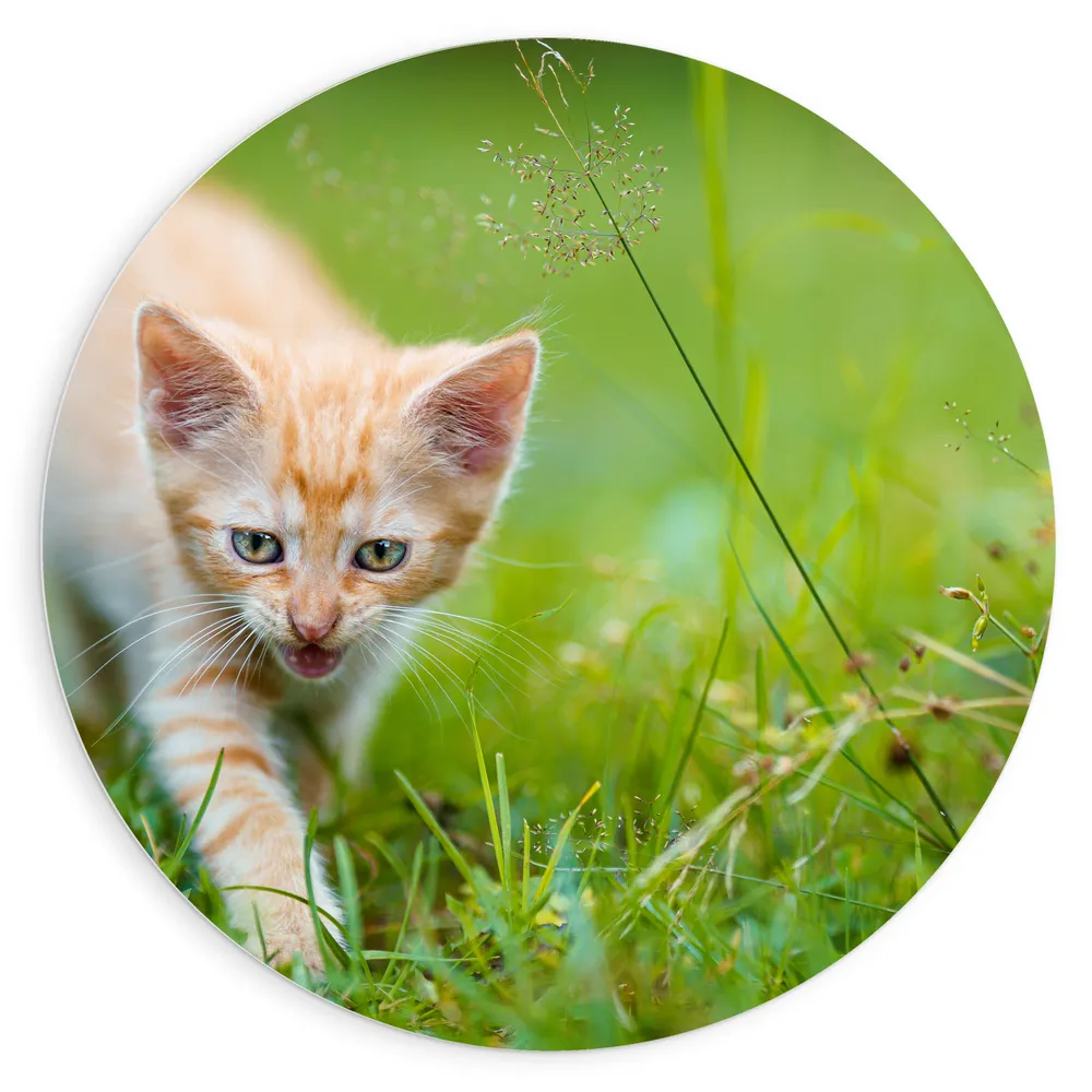 Dibond Muurcirkel - Wilde Roodharige Kitten in Groen Grasveld