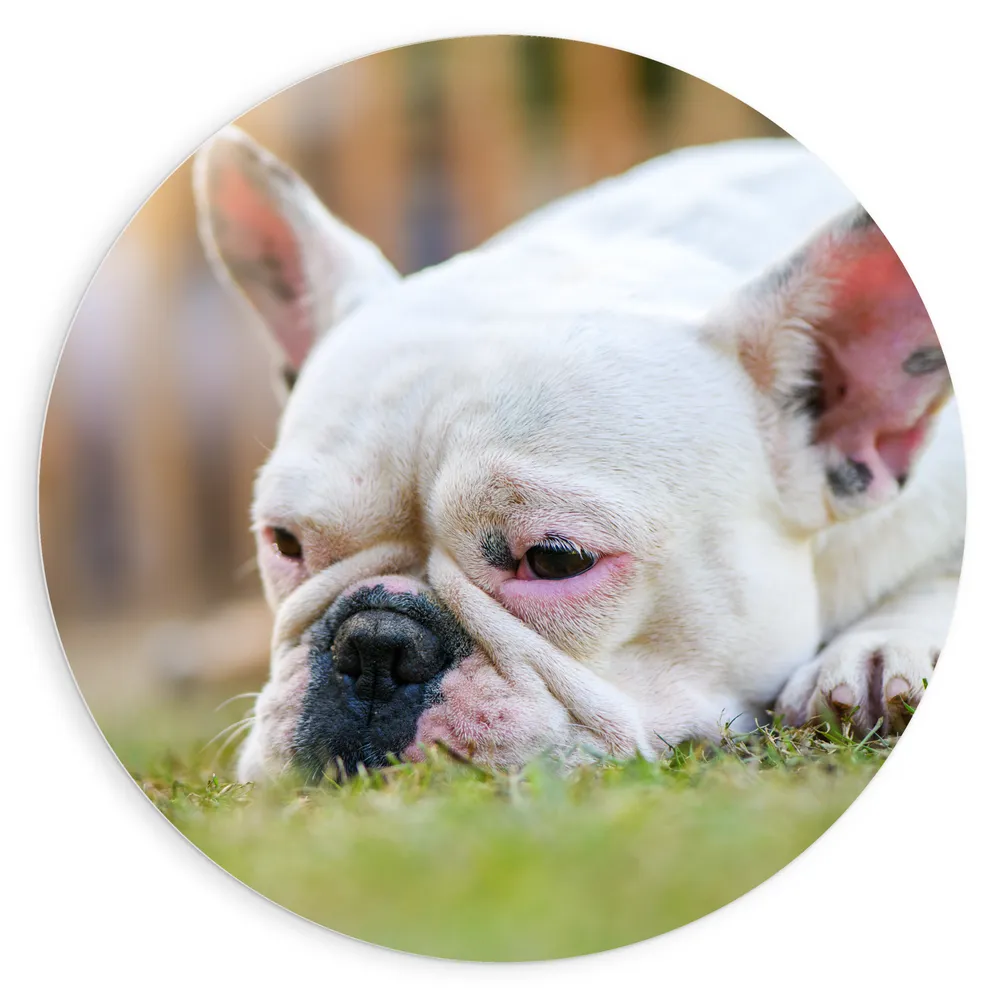Dibond Muurcirkel - Vermoeide Witte Franse Bulldog rustend in het Gras
