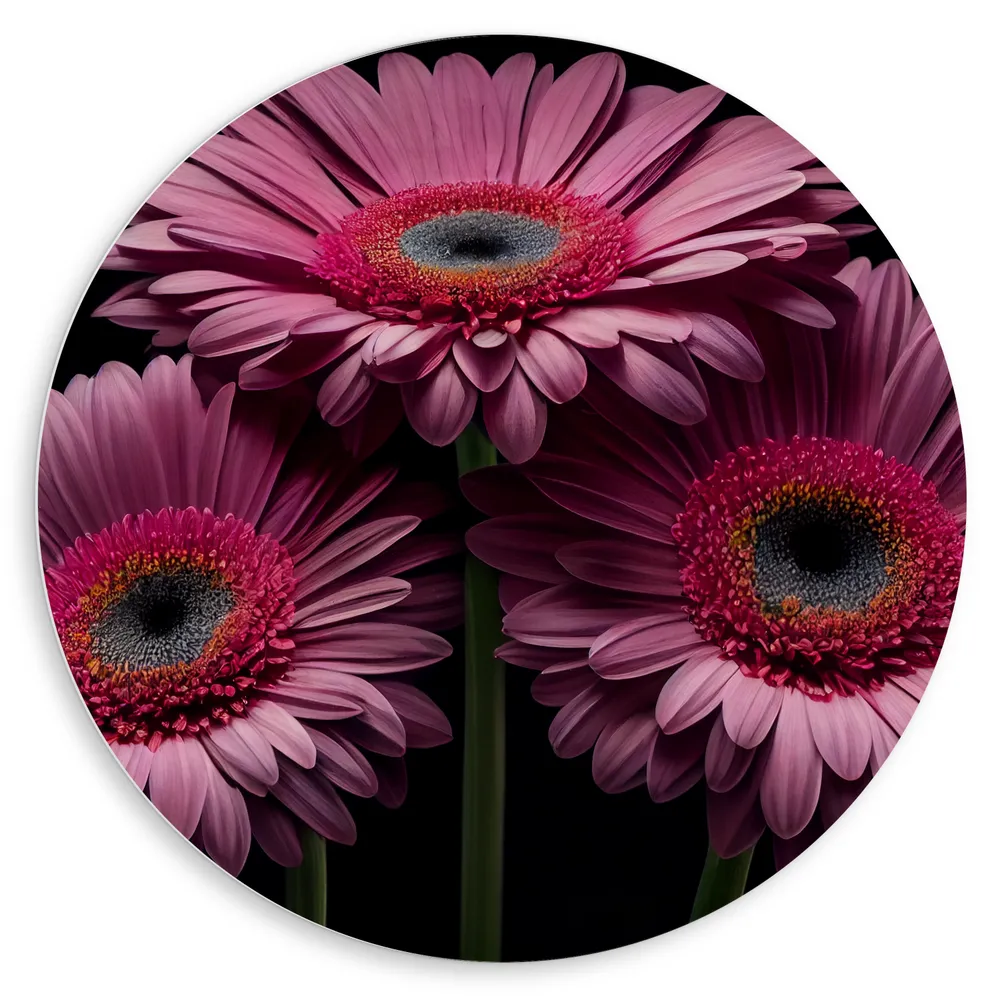 Dibond Muurcirkel - Drie Roze Gerbera Bloemen op een Rij tegen Zwarte Achtergrond