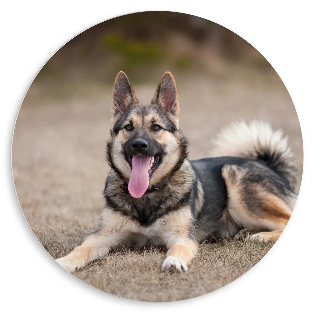 Dibond Muurcirkel - Vrolijke Liggende Laika Puppy