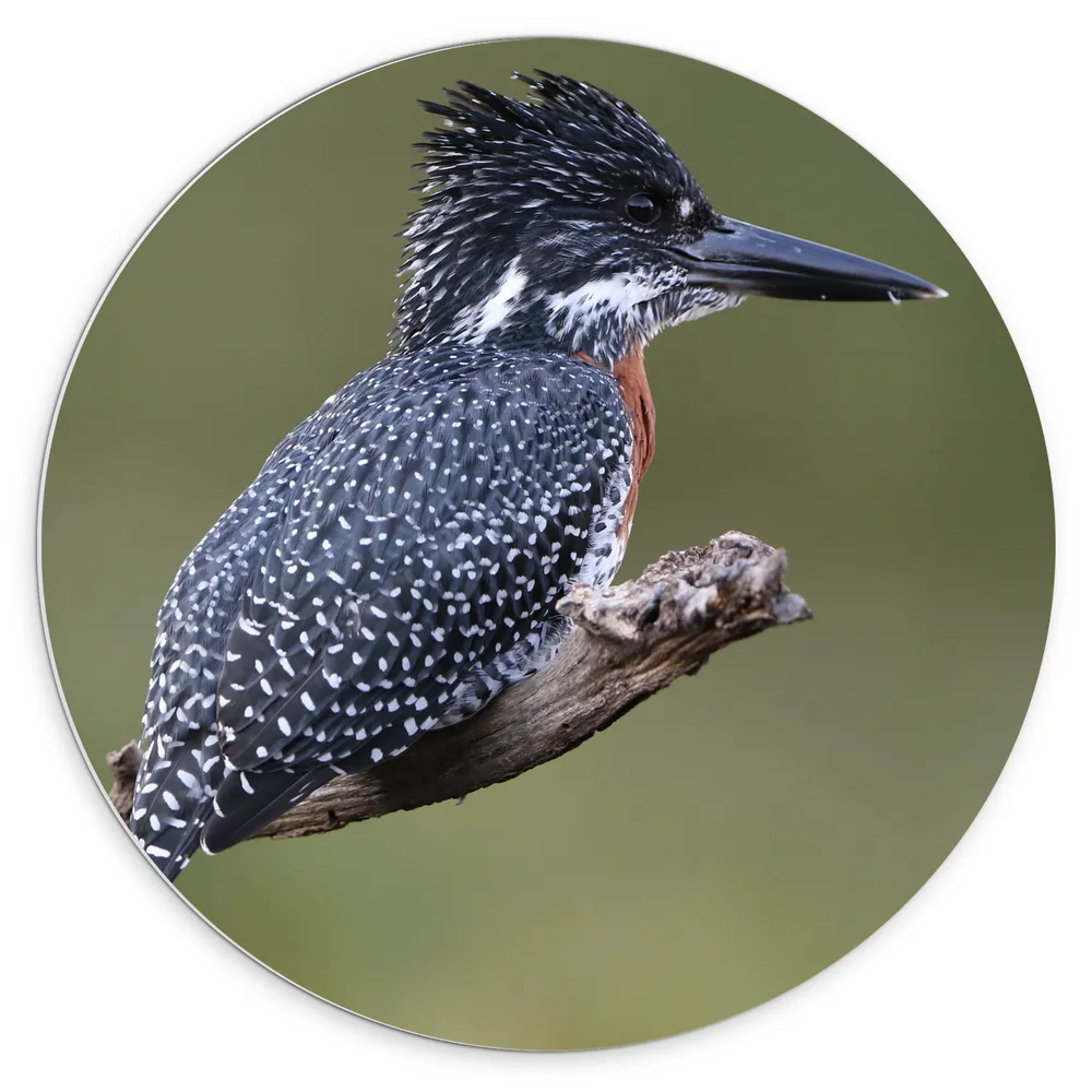 Dibond Muurcirkel - Afrikaanse Reuzenijsvogel op Tak in de Natuur