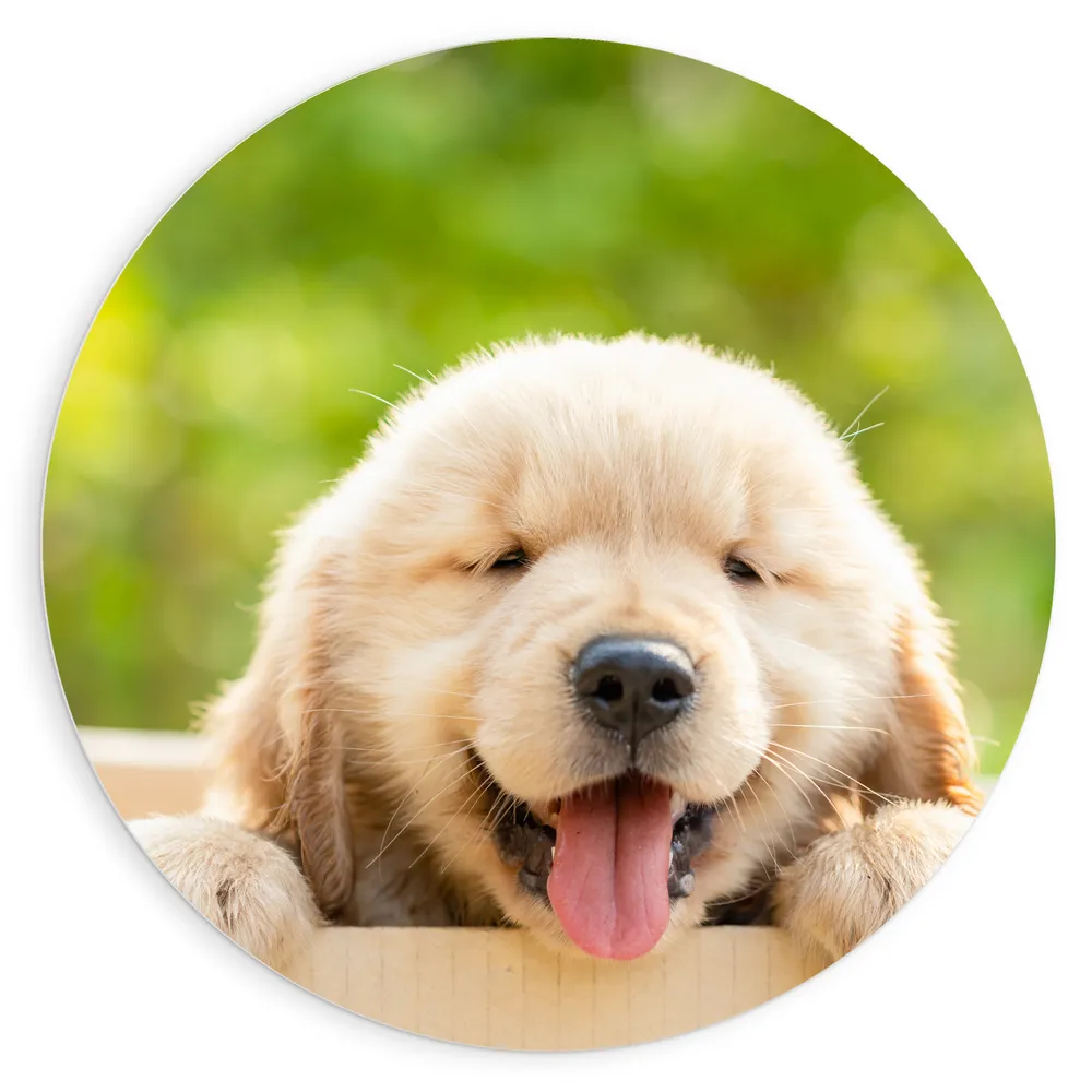 Dibond Muurcirkel - Blije Golden Retriever Puppy in Kartonnen Doos
