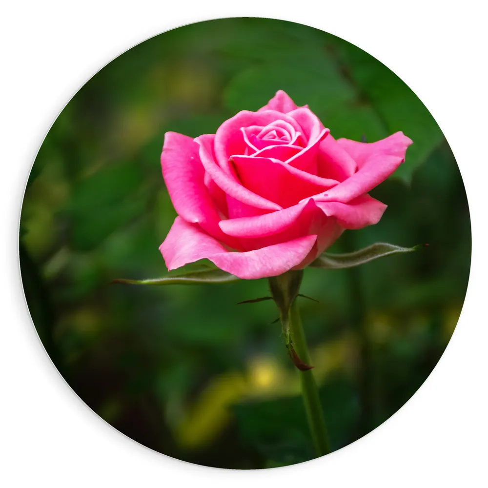 Dibond Muurcirkel - Bloeiende Roze Eenzame Bloem