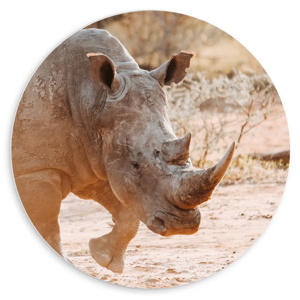 Dibond Muurcirkel - Neushoorn Lopend over Afrikaans Landschap tijdens Zonsondergang