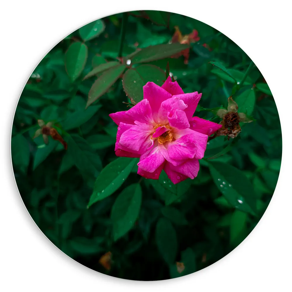 Dibond Muurcirkel - Fuschia Kleurige Roos op Bed van Bladeren