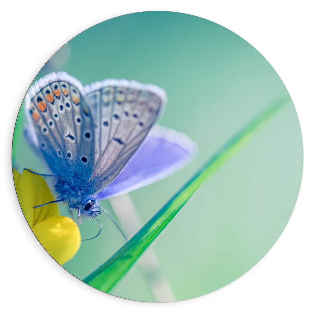 Dibond Muurcirkel - Icarusblauwtje Vlinder op Gele bloem met Blauw Gekleurde Achtergrond
