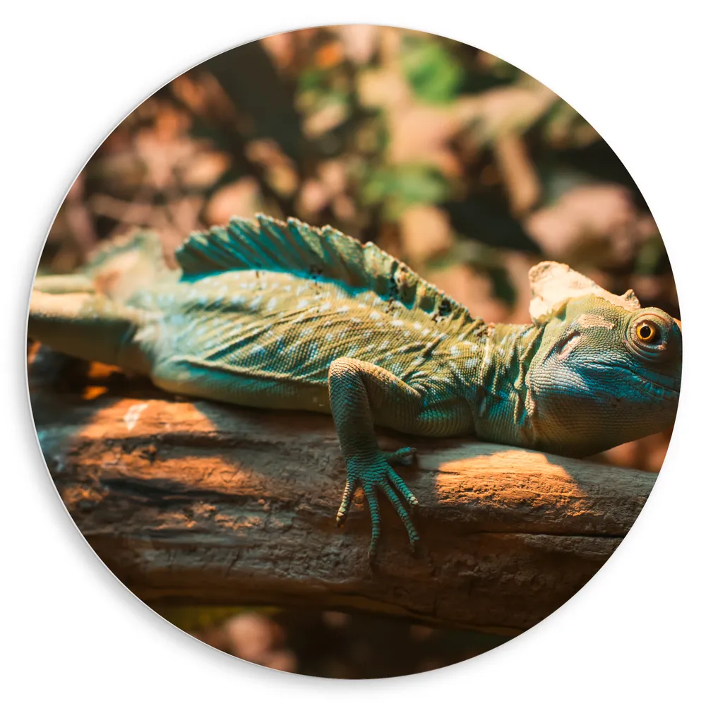 Dibond Muurcirkel - Blauw-Groene Kameleon Liggend op Houten Boomstam
