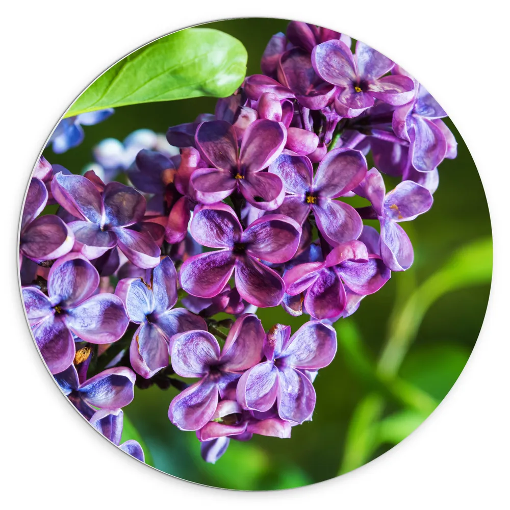 Dibond Muurcirkel - Paars met Blauwe Sering Bloemen tussen Licht Groene Stengels