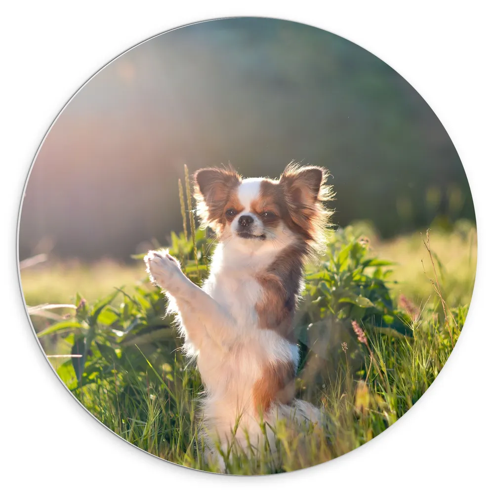 Dibond Muurcirkel - Chihuahua Hond met Klappende Pootjes in het Gras