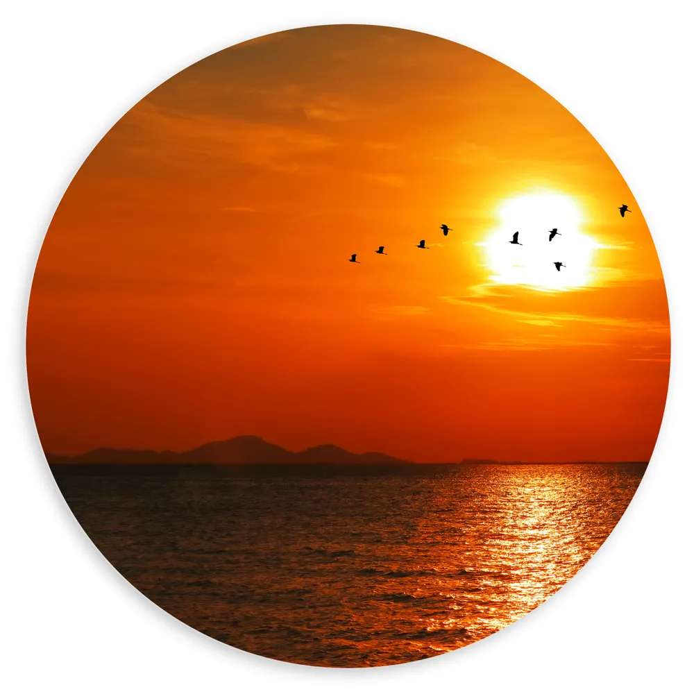Dibond Muurcirkel - Silhouet van Zwerm Vogels bij Zonsondergang boven de Zee