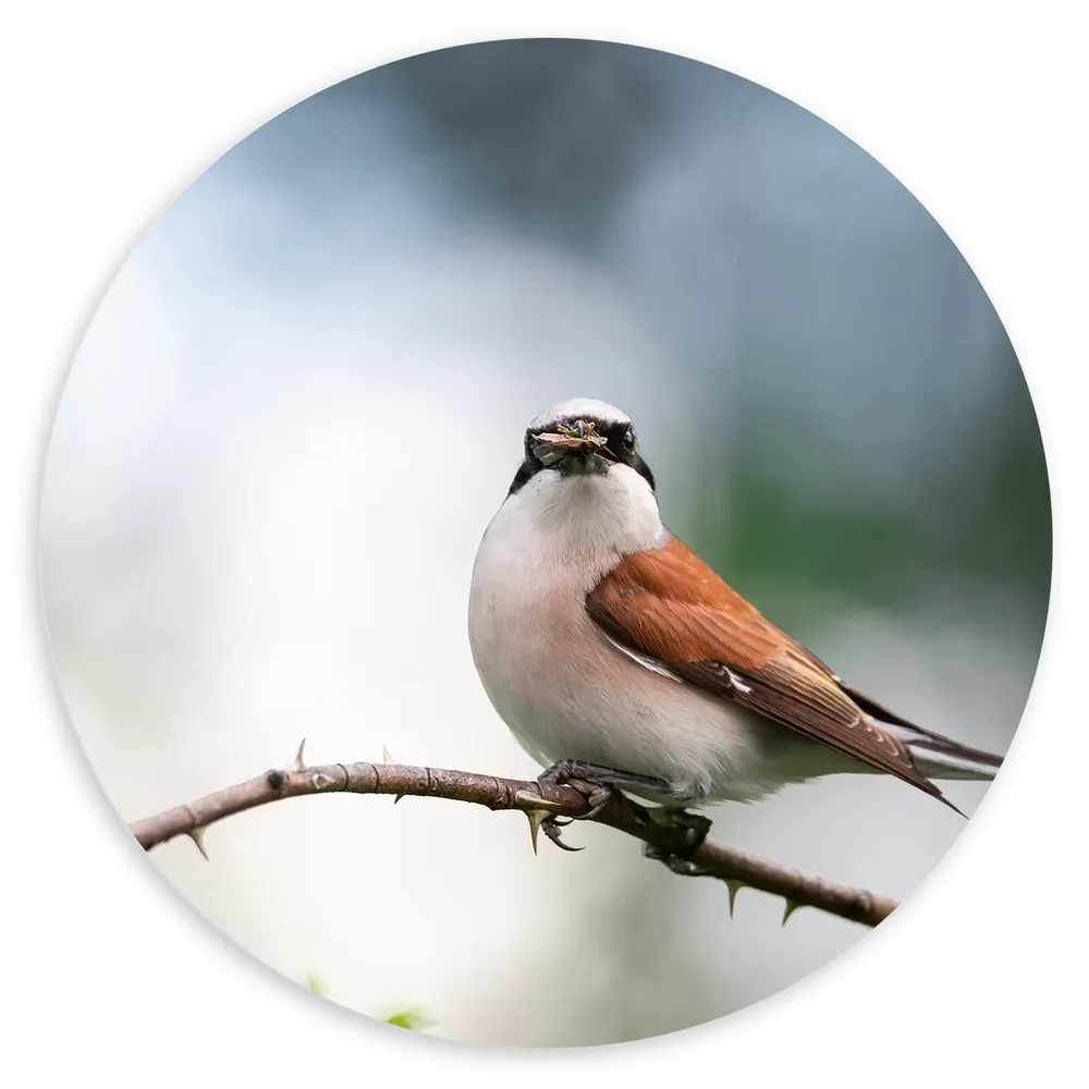 Dibond Muurcirkel - Aankijkende Grauwe Klauwier Vogel op Tak