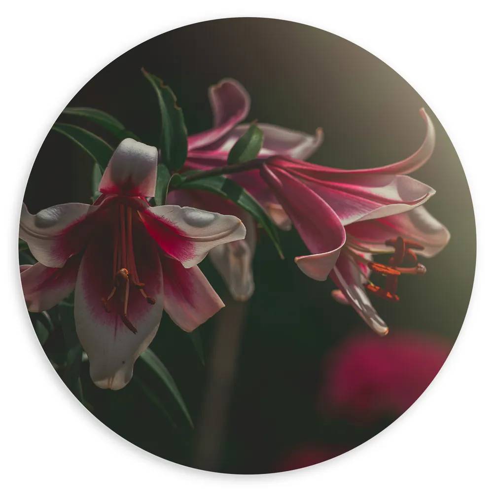 Dibond Muurcirkel - Roze met Witte Koningslelie Bloemen met Zonnestraal