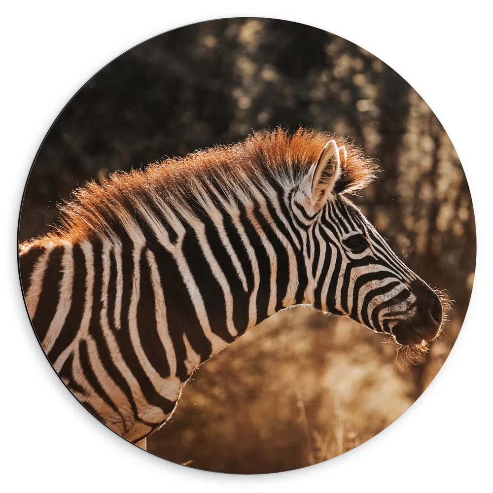 Dibond Muurcirkel - Zijaanzicht van Kleine Zebra in Oranje Zonlicht