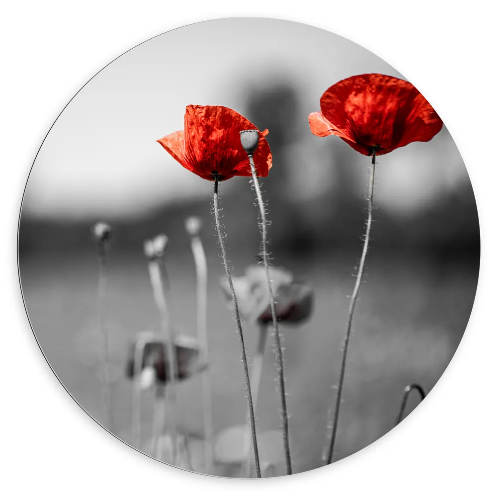 Dibond Muurcirkel - Rode Bloemen op Zwart-witte Achtergrond