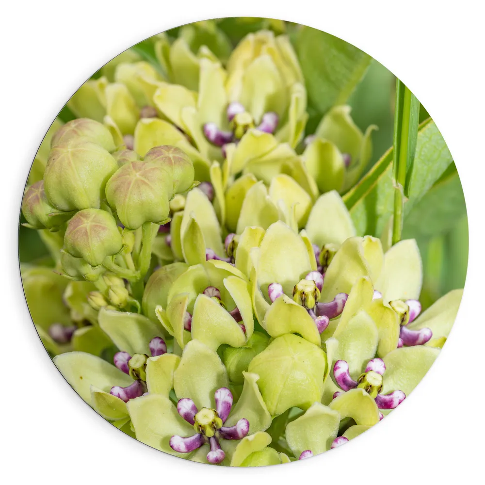 Dibond Muurcirkel - Kleine Paarse Bloemen Liggend in Licht Groene Bloem Gevormde Bladeren