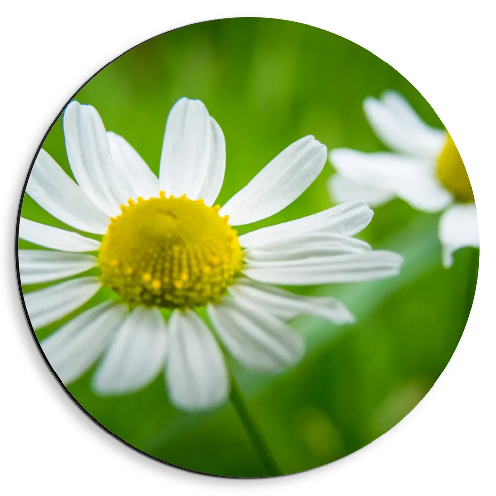 Dibond Muurcirkel - Madeliefje Bloemen in een Grasveld