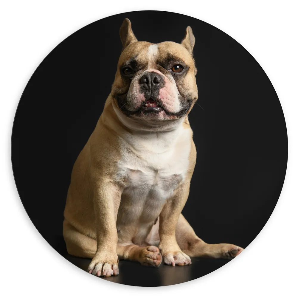 Dibond Muurcirkel - Schattige Bruine Bulldog in Zitpositie tegen Zwarte Achtergrond